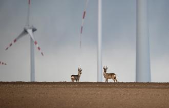 Foto: © Patrick Centurioni