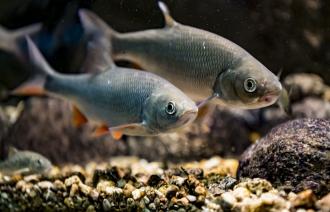 Präparat eines Maulwurfs im Maulwurfshügel (© Naturkundemuseum Potsdam/ Foto: D. Marschalsky)