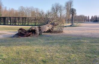 Umgestürzter Baum im Park Sanssouci, Foto: SPSG, Lizenz: SPSG