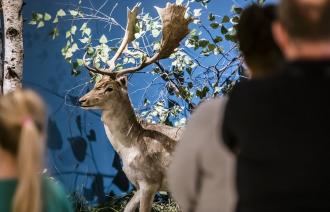 Damhirsch mit weiß gepunkteten Fell, Foto: David Marschalsky, Lizenz: Naturkundemuseum Potsdam