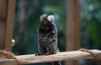 Foto: Marc Lehnhardt, Lizenz: Biosphäre Potsdam, Marc Lehnhardt