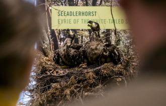 Junge Seeadler im Nest, Foto: David Marschalsky, Lizenz: Naturkundemuseum Potsdam