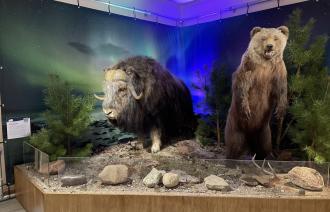 Moschusochse (Ovibos moschatus) und Braunbär(Ursus arctos) vor Polarlichtern, Foto: S. Rabe, Lizenz: Naturkundemuseum Potsdam
