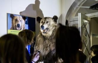 Nachts im Museum den Braunbären besuchen, Foto: D. Marschalsky, Lizenz: Naturkundemuseum Potsdam