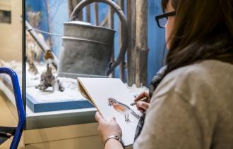 Rotkehlchen - Zeichnen am Objekt nach Schließung des Museums, Foto: David Marschalsky, Lizenz: Naturkundemuseum Potsdam