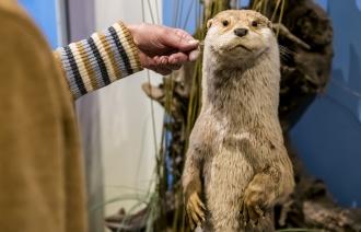 Ottertasthaare werden erfühlt, Foto: David Marschalsky, Lizenz: Naturkundemuseum Potsdam