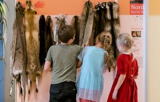 Wie fühlen sich die unterschiedlichen Tierfelle an?, Foto: D. Marschalsky, Lizenz: Naturkundemuseum Potsdam