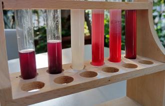 Escapespiel, Foto: Botanischer Garten der Universität Potsdam, Lizenz: Botanischer Garten der Universität Potsdam