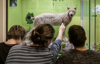 Der Luchs ist superschnell und kann in der Dunkelheit sehr gut sehen, Foto: D. Marschalsky, Lizenz: Naturkundemuseum Potsdam