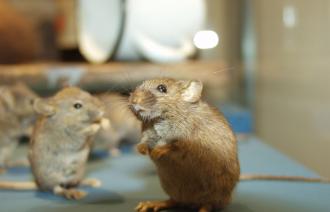 Hausmaus in der Ausstellung Tiere im Garten, Foto: D. Knuth, Lizenz: Naturkundemuseum Potsdam