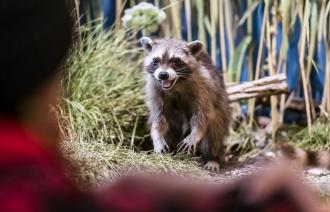 Waschbären wurden ursprünglich für die Pelzindustrie nach Europa gebracht - heute besiedeln sie auch Großstädte, Foto: D. Marschalsky, Lizenz: Naturkundemuseum Potsdam