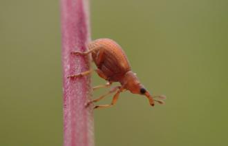 Spitzmausrüssler (Apion haematodes) an Rumex, Foto:  J. Müller, Lizenz:  J. Müller