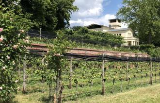 Weinfest im Park, Foto: Villa Jacobs, Lizenz: Villa Jacobs