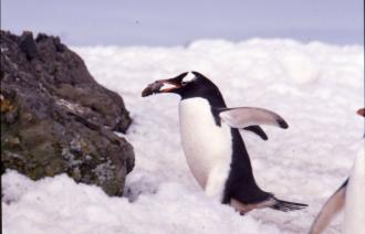 Pinguin in der Antarktiv, Foto: Dr. Javier Gonzalez , Lizenz: Dr. Javier Gonzalez