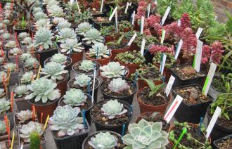 Pflanzenbasar, Foto: Botanischer Garten Potsdam, Lizenz: Botanischer Garten Potsdam