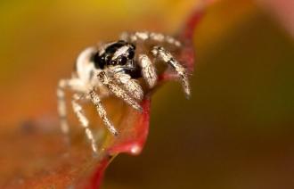 kleine Zebrasprungspinne, Foto: Jürgen Reichel (NABU Naturgucker), Lizenz: Jürgen Reichel