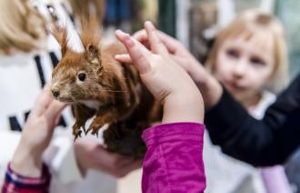 So weich ist das Fell eines Eichhörnchens, Foto: David Marschalsky, Lizenz: Naturkundemuseum Potsdam