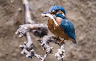 Eisvogel, Foto: David Marschalsky, Lizenz: Naturkundemuseum Potsdam