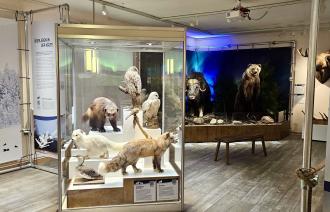 Einblick in die Ausstellung "Tiere im Polarlicht", Foto: Ina Pokorny, Lizenz: Naturkundemuseum Potsdam