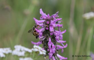 Große Gartenwollbiene , Foto: Ariane Hofmann