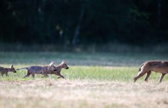 Wolfsrudel in Brandenburg , Foto: Foto: Heiko Anders, Lizenz: Foto: Heiko Anders