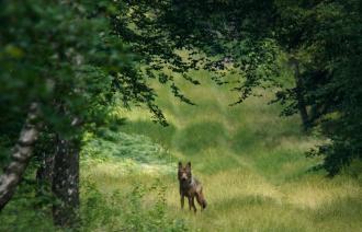 Im Land der Wölfe, Foto: ifproductions_Sebastian Körner, Lizenz: ifproductions_Sebastian Körner