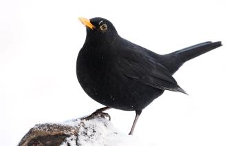 Amselmännchen im Winter, Foto: Frank Derer, Lizenz: Frank Derer