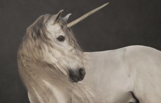 Marie Cécile Thijs: Einhorn, 2012, aus der Serie „Pferde, Foto: Marie Cécile Thijs, courtesy SmithDavidson Gallery, Lizenz: Museum Barberini