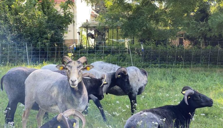 Schafe im Schlosspark Marquardt