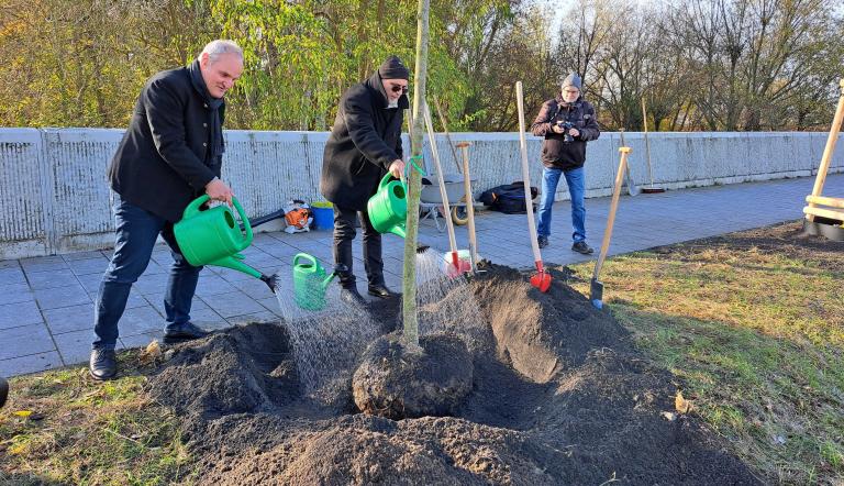 Beginn der Baumpflanzsaison 2023/2024 in der Landeshauptstadt Potsdam Beginn der Baumpflanzsaison 2023/2024 in der Landeshauptstadt Potsdam