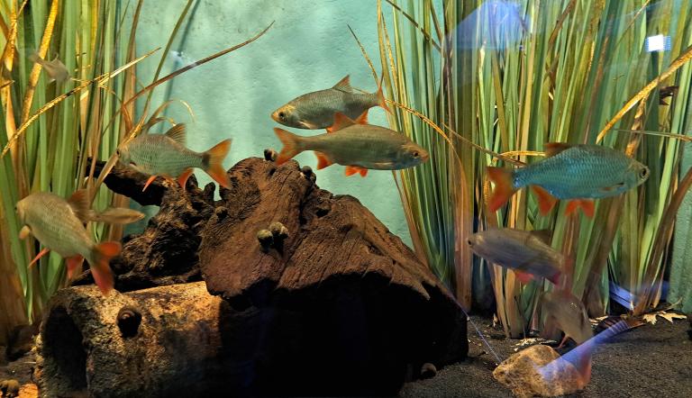 Aquarium Naturkundemuseum Potsdam Aquarium Naturkundemuseum Potsdam