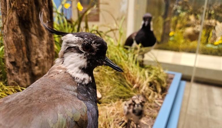 Kiebitz, Vogel des Jahres
