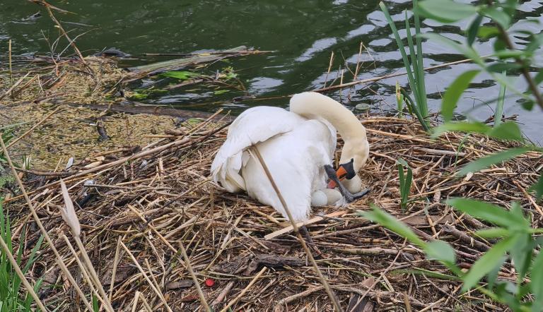 Ein brütender Schwan.