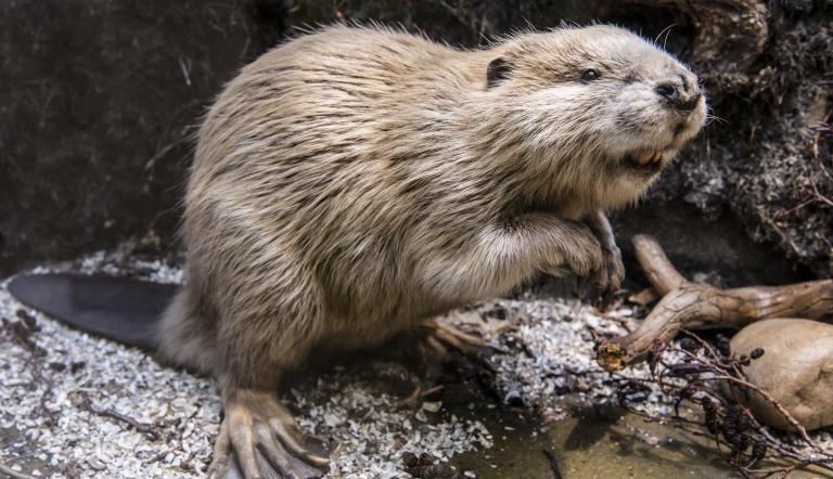 Der Biber (Castor fiber) als Landschaftsarchitekt der Natur.