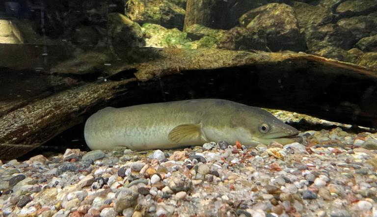 Aal schwimmt im Aquarium des Naturkundemuseums Potsdam