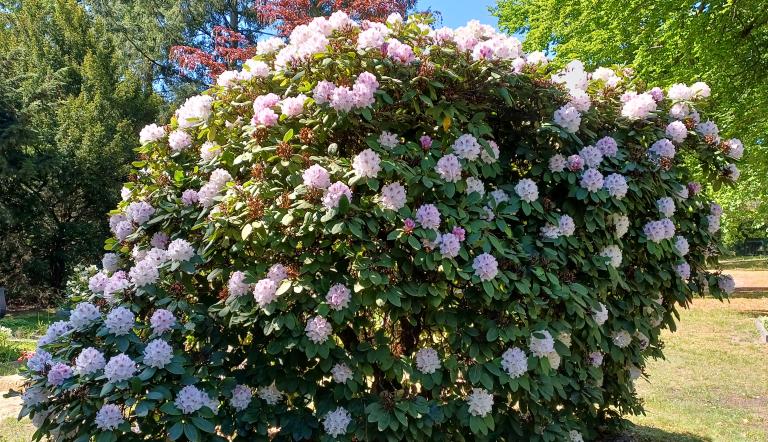 Ein Rhododendron auf dem Neuen Friedhof blüht rosa