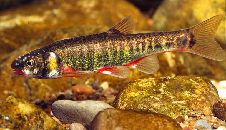 Der Fisch Elritze mit roten Flossen