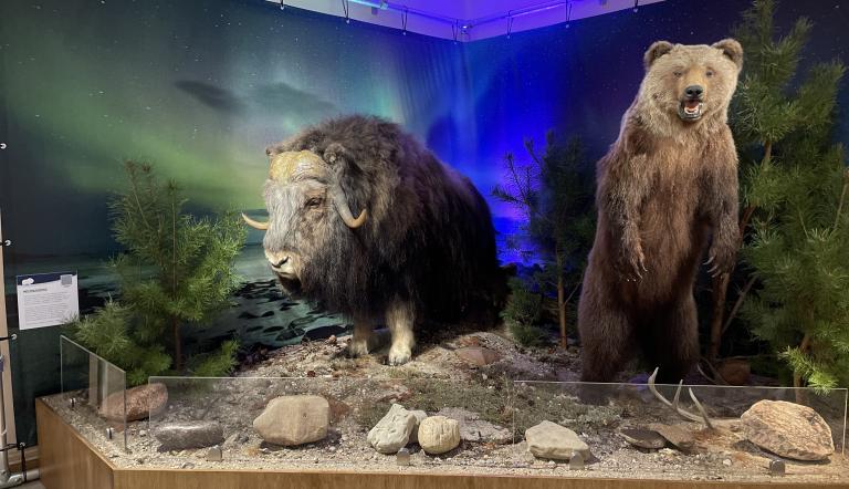 Präparate von Moschusochse und Braunbär in der Sonderausstellung „Tiere im Polarlicht“