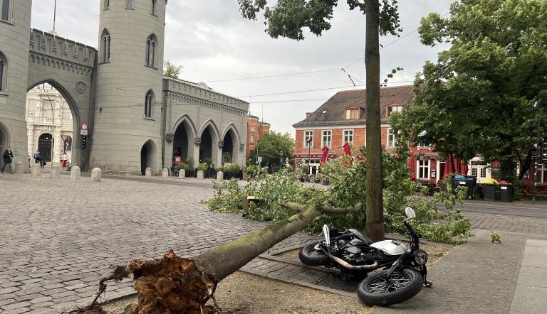 Ein Baum liegt auf dem Platz vor dem Nauener Tor. Er ist am Montag bei einem Sturm mit Böen bis 110 km/h umgeknickt.