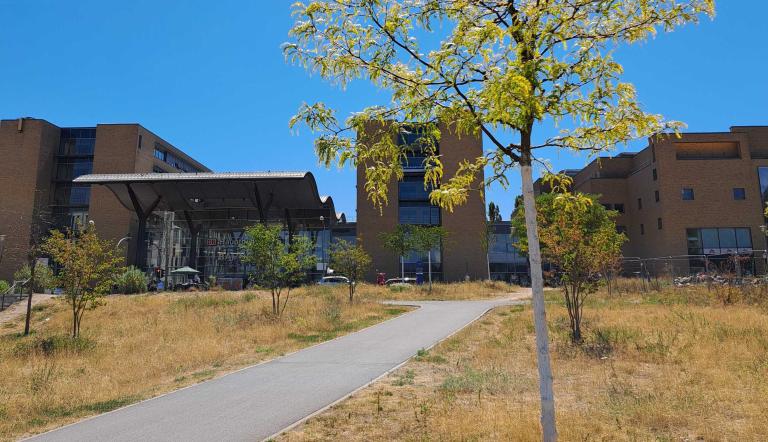Ein junger Baum vor dem Hauptbahnhof hat kaum Blätter, der sonst grüne Rasen ist vertrocknet. Das Bild zeigt die Folgen der Trockenheit für die Natur.