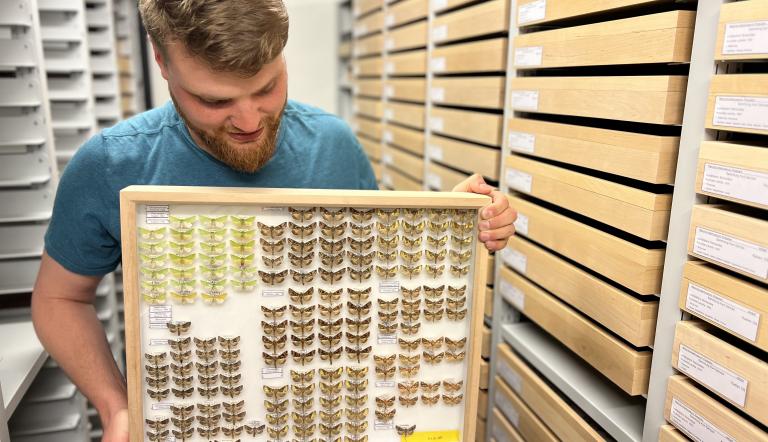 Volontär Robin Richter mit Insektenkasten aus der Sammlung Gericke