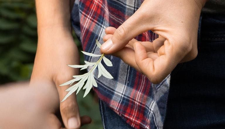 Eine Peron hält ein Blatt von einem Beifuß.