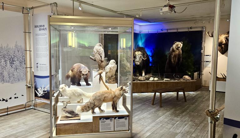 Tiere im Polarlicht - Blick in die Ausstellung