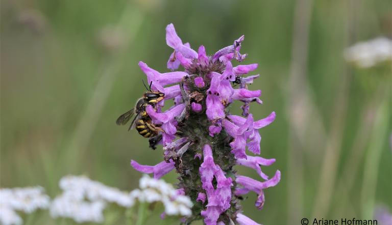 Große Gartenwollbiene