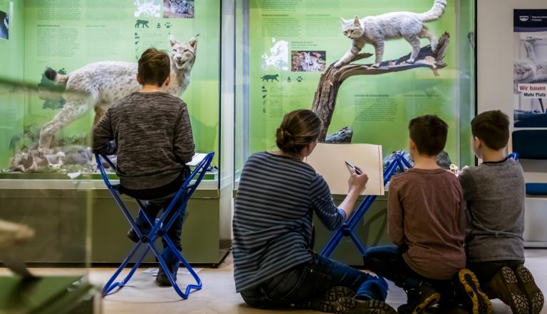 Zeichenkurs für Kinder im Naturkundemuseum Potsdam