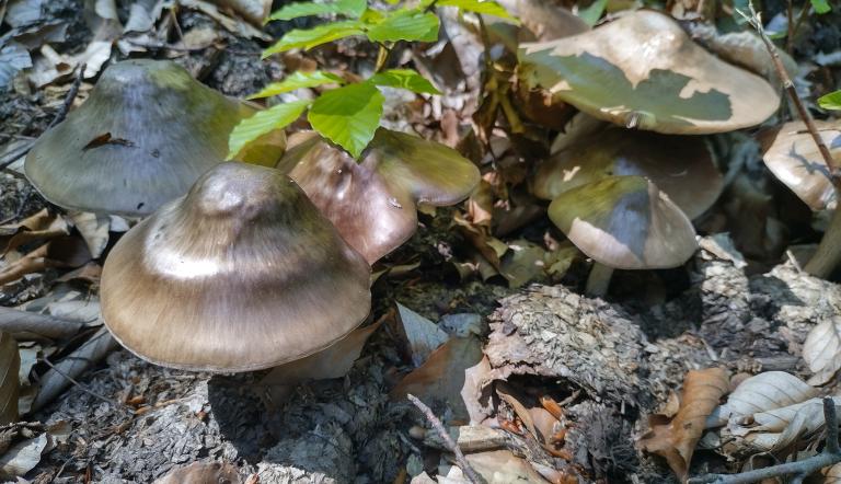 Mehrere Pilze an einem Baumstamm