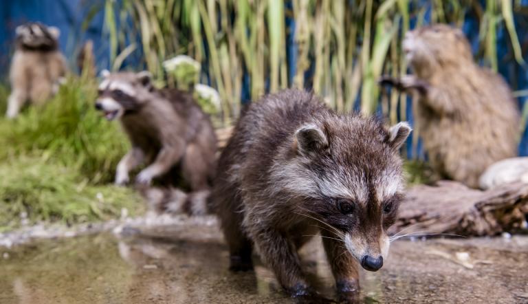 Waschbär in der Ausstellung „Biologische Invasionen"