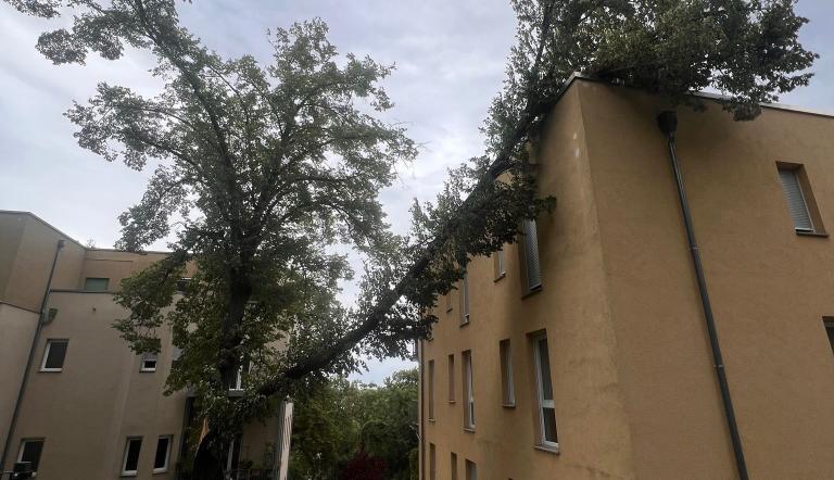 Ein Ast eines Baumes knickte wegen des Sturms gegen en Haus ab.