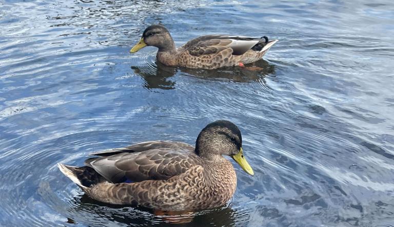 Enten schwimmen im Wasser