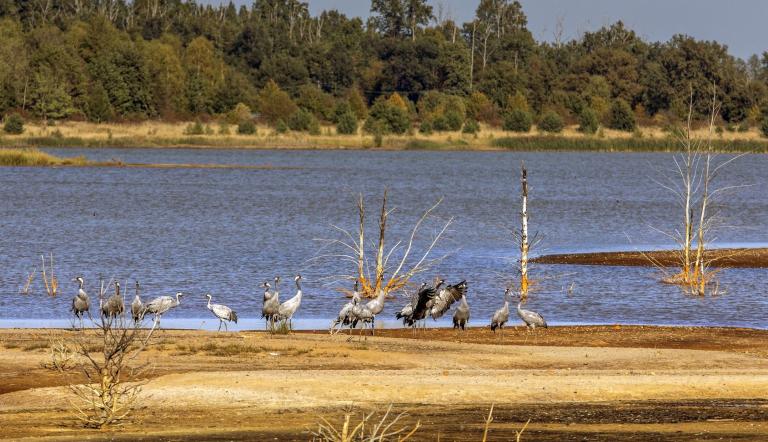 Kraniche in der Beesdauer Bucht